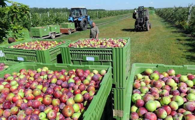 «Сад Гигант-Ингушетия» в 2016 г увеличил урожай яблок почти в 4 раза
