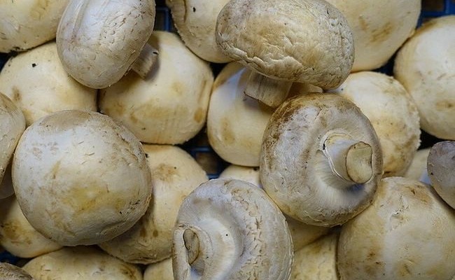 Производство грибов в 2021 году стало рекордным